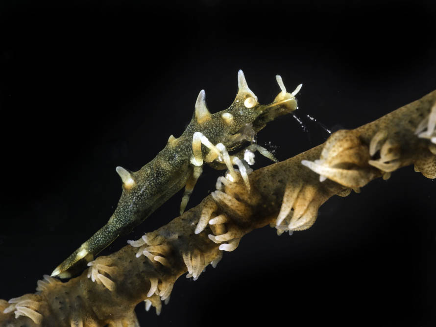 Miropandalus hardingi 